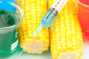 bigstock-Syringe-on-corn-against-a-whit-40958221